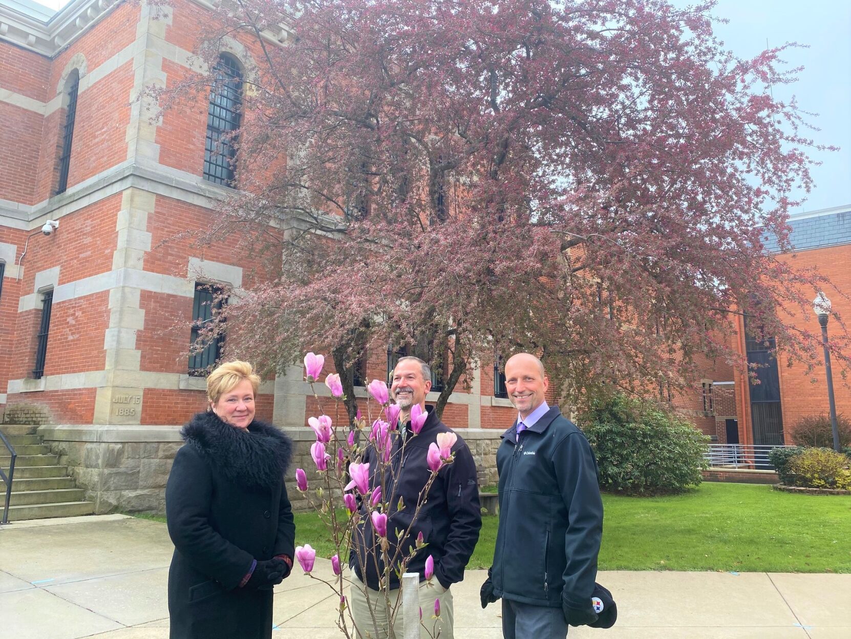 Jane Magnolia Tree at Elk County Courthouse.